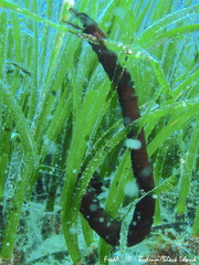 Synaptula reciprocans