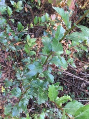Crataegus mexicana