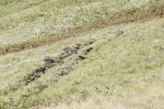Protea roupelliae roupelliae