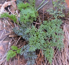 Athamanta vayredana