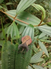 Menenotus lunatus
