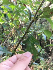 Crataegus mexicana