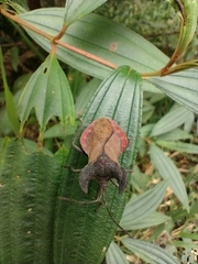 Menenotus lunatus