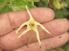 Lithospermum exsertum