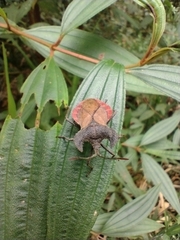 Menenotus lunatus