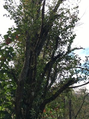 Crataegus mexicana