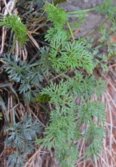 Athamanta vayredana