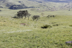 Protea roupelliae roupelliae