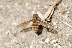 Hyrmophlaeba bellula
