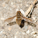 Hyrmophlaeba bellula - Photo (c) Gabriela Germain Fonck, algunos derechos reservados (CC BY-NC), subido por Gabriela Germain Fonck