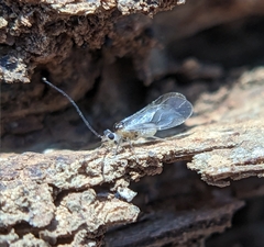 Psocomorpha