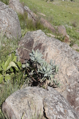 Protea roupelliae roupelliae