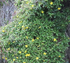 Hibbertia scandens
