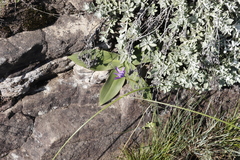 Moraea inclinata