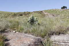 Protea roupelliae roupelliae