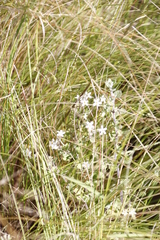 Chaenostoma floribundum