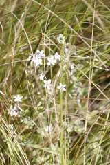 Chaenostoma floribundum