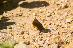 Achlyodes busirus heros