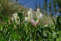 Oxytropis caespitosa