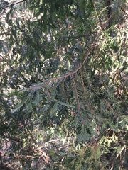 Taxus globosa