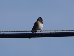 Junco hyemalis thurberi