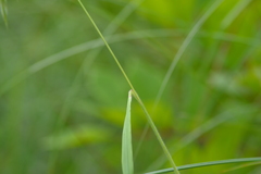 Bromus ciliatus