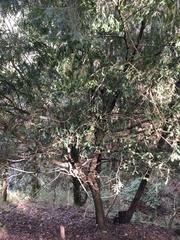 Taxus globosa