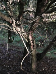 Taxus globosa