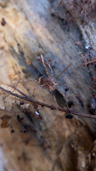 Rilaena triangularis