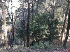 Taxus globosa