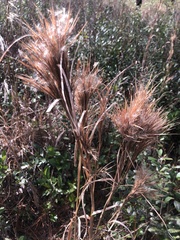 Andropogon glomeratus