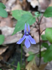 Lobelia gruina
