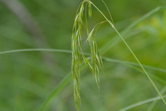 Bromus ciliatus