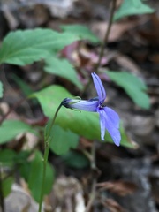 Lobelia gruina