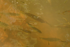 Brycon orbignyanus
