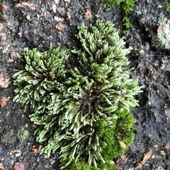 Bryum