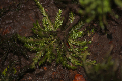 Hypnodendron
