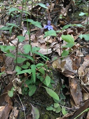 Lobelia gruina