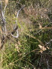 Anisotome filifolia
