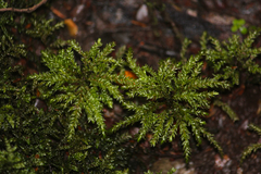 Hypnodendron