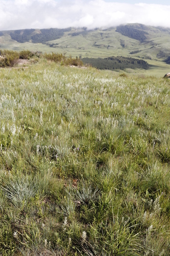 Image of Moraea inclinata by (c) Tony Rebelo, some rights reserved (CC BY-SA)