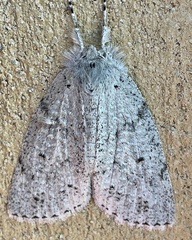 Mochlotona phasmatias