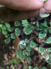 Adiantum poiretii