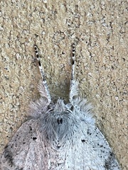 Mochlotona phasmatias