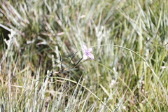 Moraea inclinata