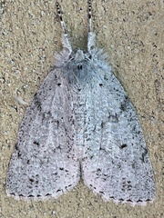 Mochlotona phasmatias