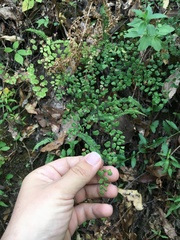 Adiantum poiretii