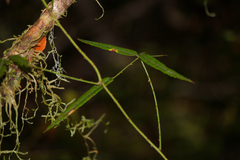 Rubus schmidelioides