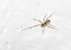 Pityohyphantes phrygianus