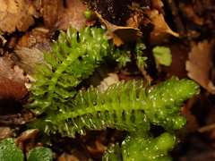 Schistochila nobilis